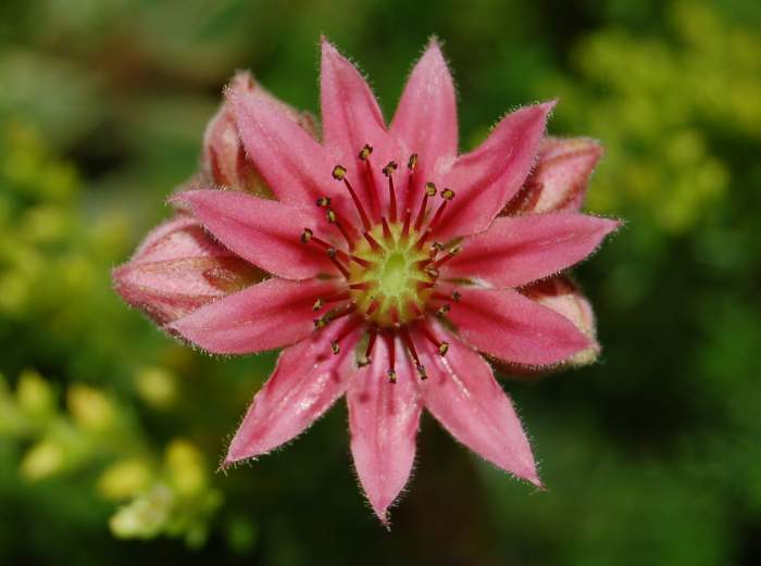 Sempervivum Dachwurz Hauswurz